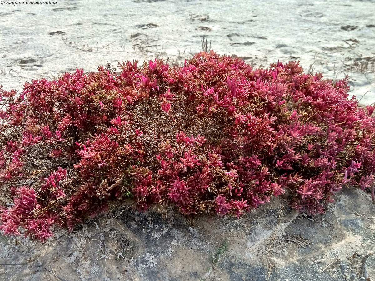 Suaeda maritima (L.) Dumort.